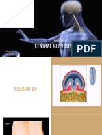 Cns Embryo