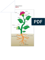 Las Plantas Tercero Basico