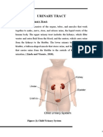 Structure of Urinary Tract