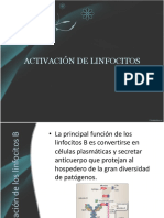 Activación de Los Linfocitos B