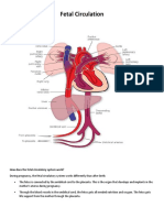 Fetal-Circulation.docx