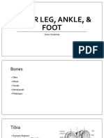 Lower Leg, Ankle, & Foot