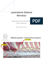 Laboratorio Neuro Correcion