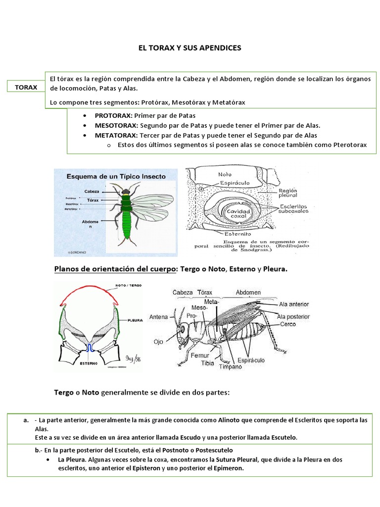 El Torax Y Sus Apendices Insectos Mosca