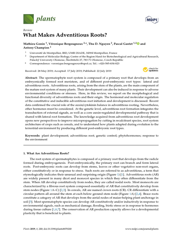What Makes Adventitious Roots | PDF | Auxin | Root