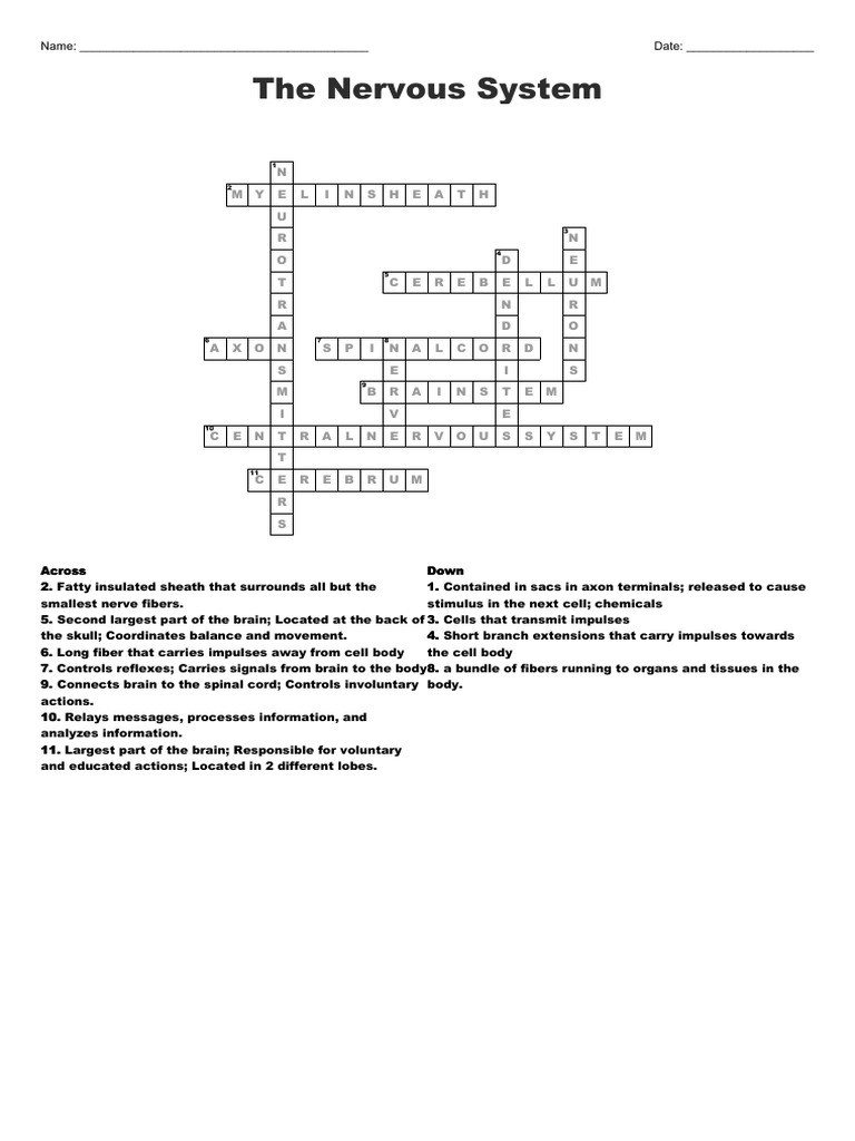 Nervous System Crossword Puzzle Answers | PDF | Axon | Primate Anatomy