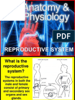 178-Anatomy-Reproductive-System.ppt