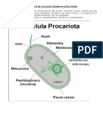 Tipos de Celulas Según Su Evolucion