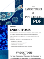 Fagositosos y Pinositosis