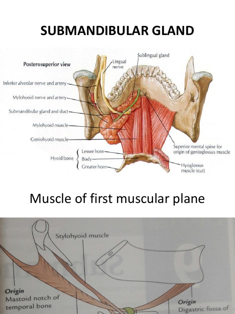 Submandibular Gland Anatomy Overview | PDF | Tongue | Human Anatomy