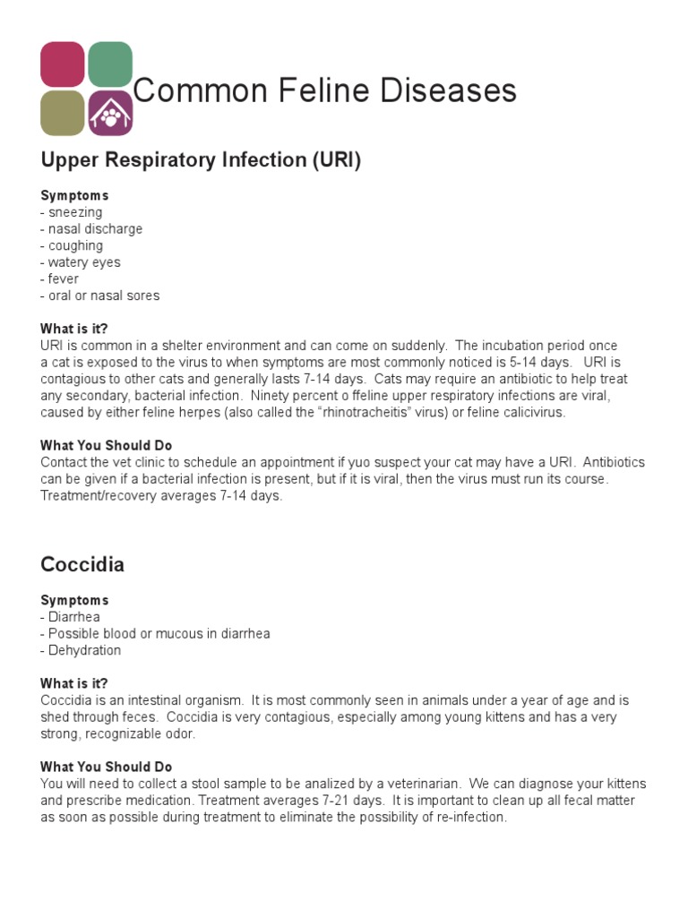 Common Feline Diseases: Upper Respiratory Infection (URI) | PDF ... - Feline Infection Symptoms List