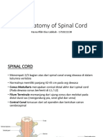The Anatomy of Spinal Cord: Hasna Iffah Dias Labibah - 1710211138