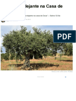 Oliveira verdejante.pdf