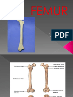 Clase 4 - Femur y Cadera