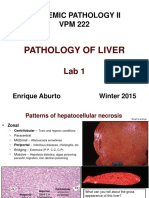 Liver