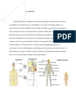 Generalidades Partes Funciones, Patologias y Recomendaciones Sistema Nervioso