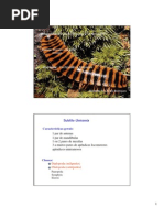 Download 19 - Uniramia e Insectos by Bruno Lopes SN43604168 doc pdf