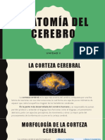 Anatomía Del Cerebro