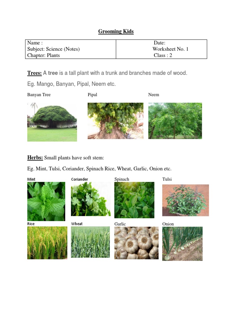 Name: Subject: Science (Notes) Chapter: Plants Date: Worksheet No. 1 ...