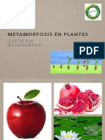 Met Am or Fos is Plantes