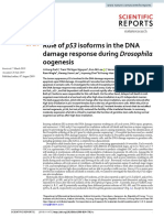 Role of P53 Isoforms in The Dna Damage Response During Drosophila Oogenesis