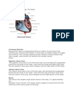 Anatomy and Physiology of Heart and Rhd.