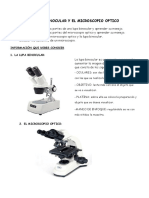 Lupa binocular y microscopio óptico: partes y uso
