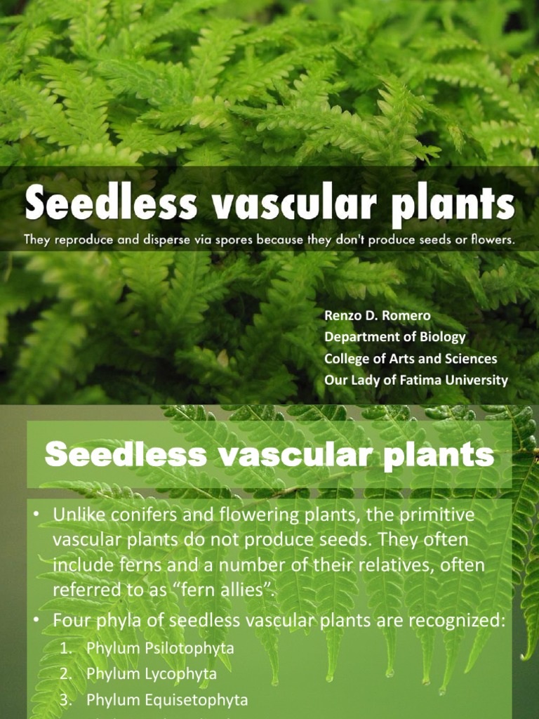 4 Seedless Vascular Plants PDF Fern Plant Stem