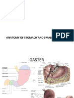 Anatomy of Stomach and Small Intestine
