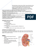 Urinary System 