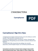 ALGA - Cyanobacteria