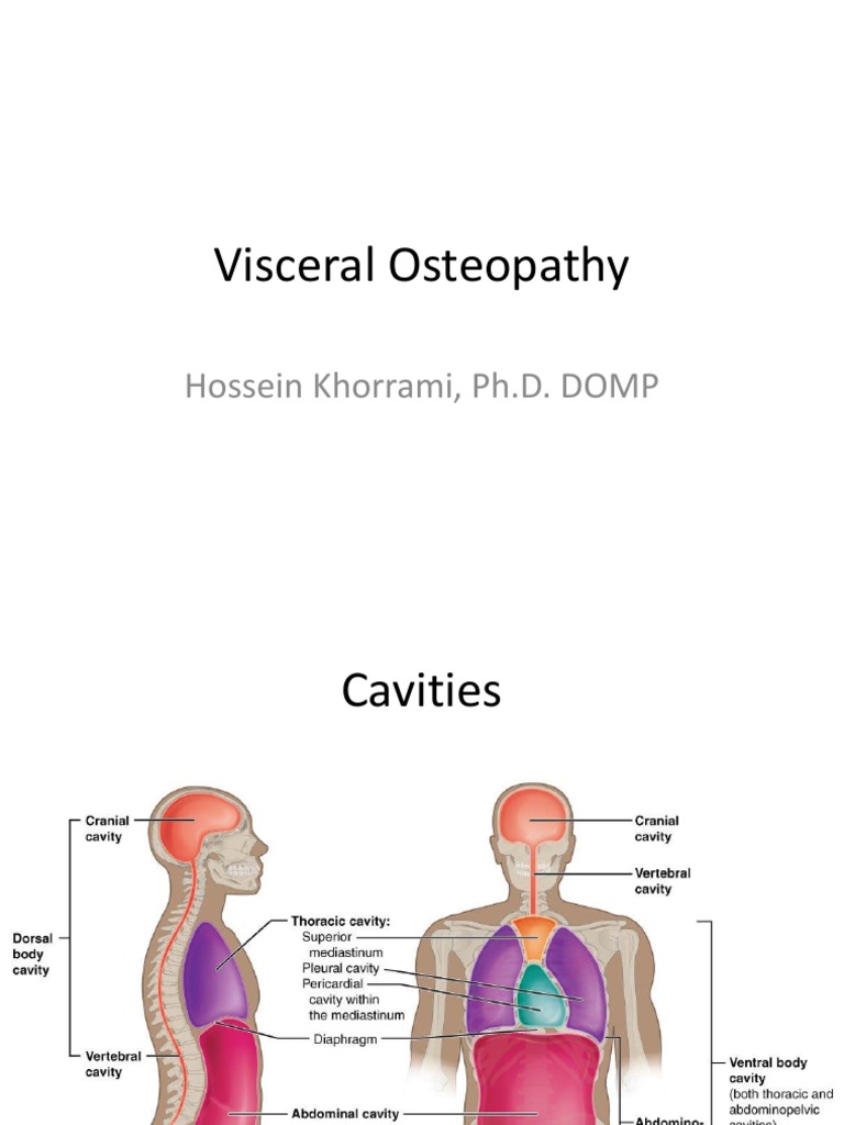 Visceral Anatomy For Osteopathy PDF Crohn's Disease Esophagus