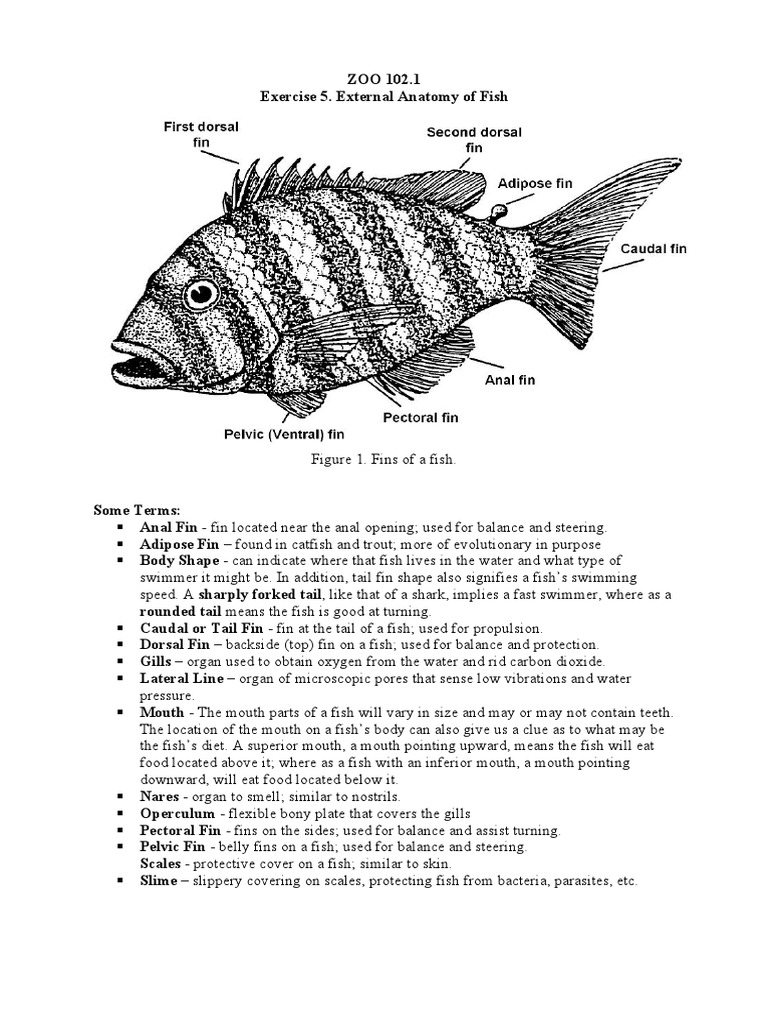 External Anatomy of Fish, PDF, Aquatic Organisms