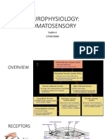 Neurophysiolgy - Somatosensory - Saskia