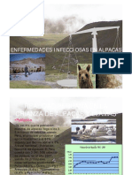 Enfermedades Infecciosas en Alpacas PDF