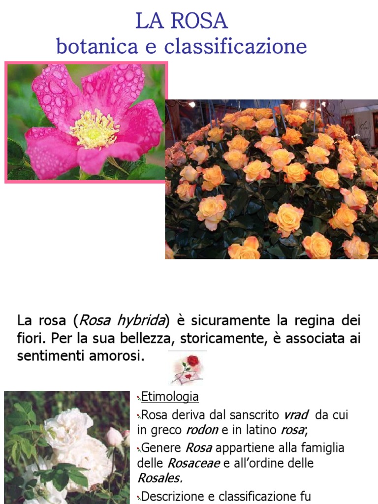 La Rosa | PDF