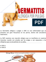 Dermatitis alérgica a pulgas en perros: causas, signos y tratamiento