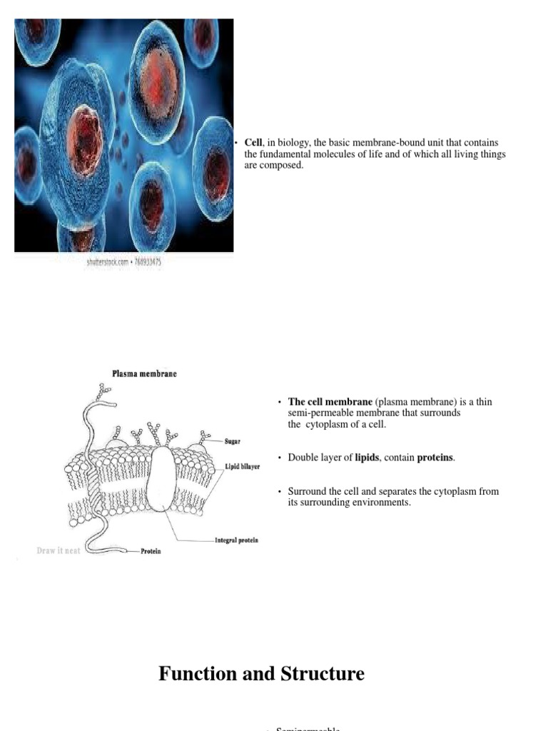 Cell | PDF | Endoplasmic Reticulum | Chloroplast