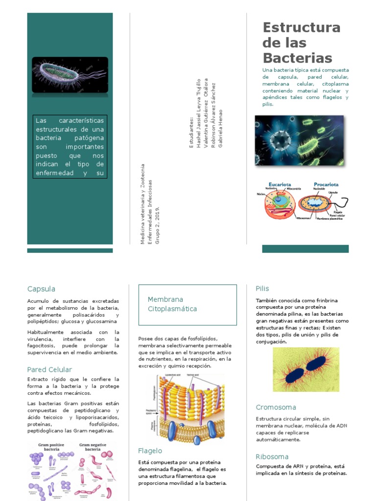 Estructura y Función de Bacterias Patógenas | PDF | Las bacterias ...