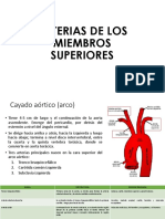 Arterias de Los Miembros Superiores