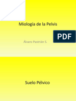 Miología de La Pelvis
