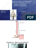 Esófago, Tráquea y Bronquios