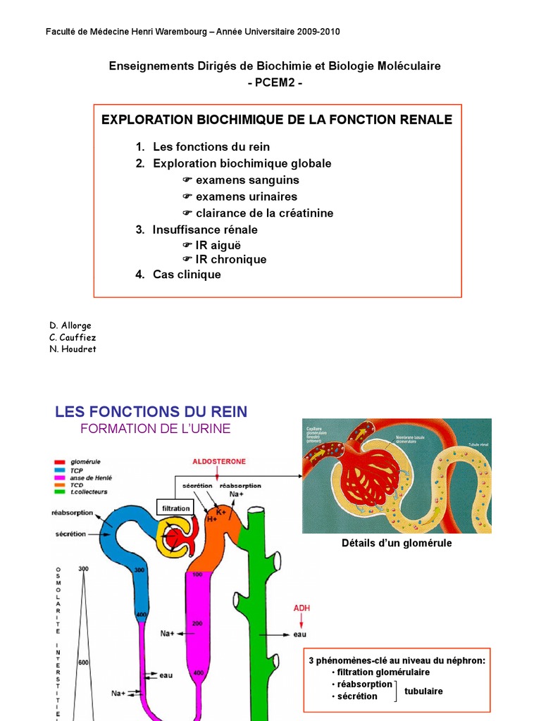 Exploration biochimique de la fonction rénale | PDF | Créatinine | Rein