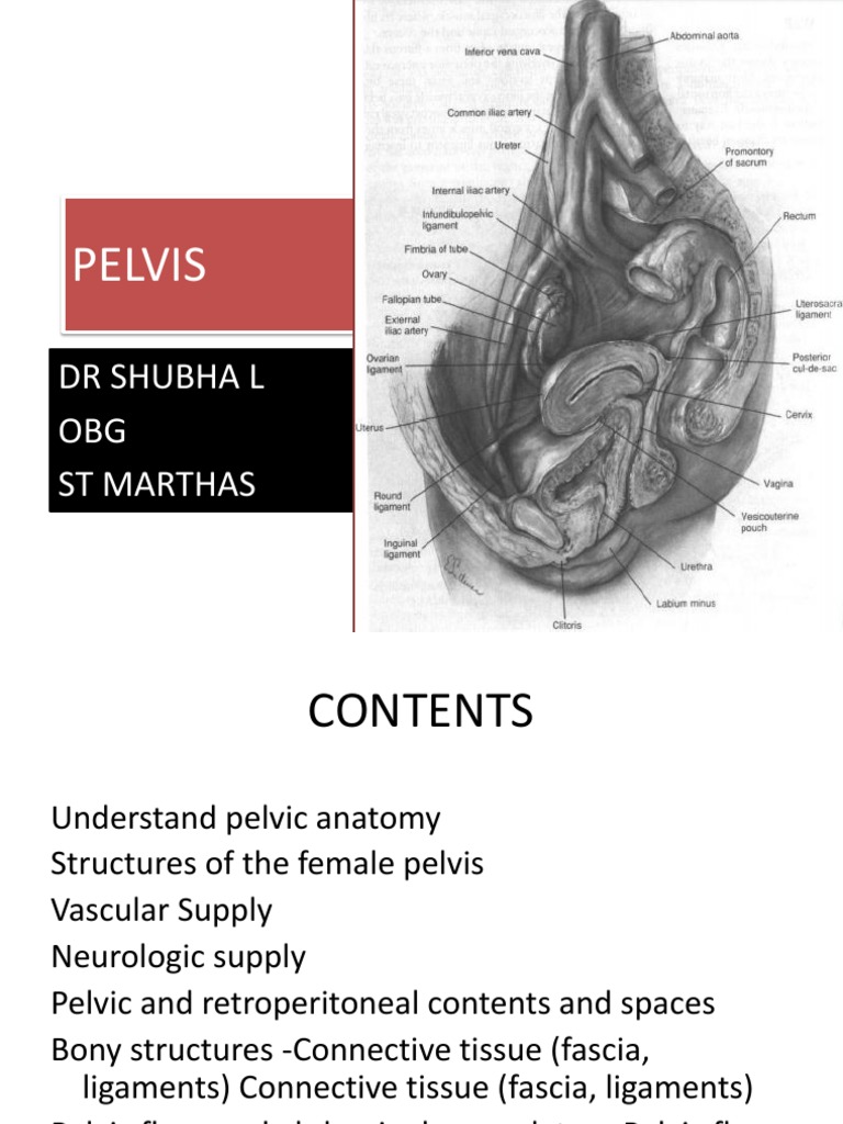 Female Pelvis-Clinical Anatomy Biology Diagrams
