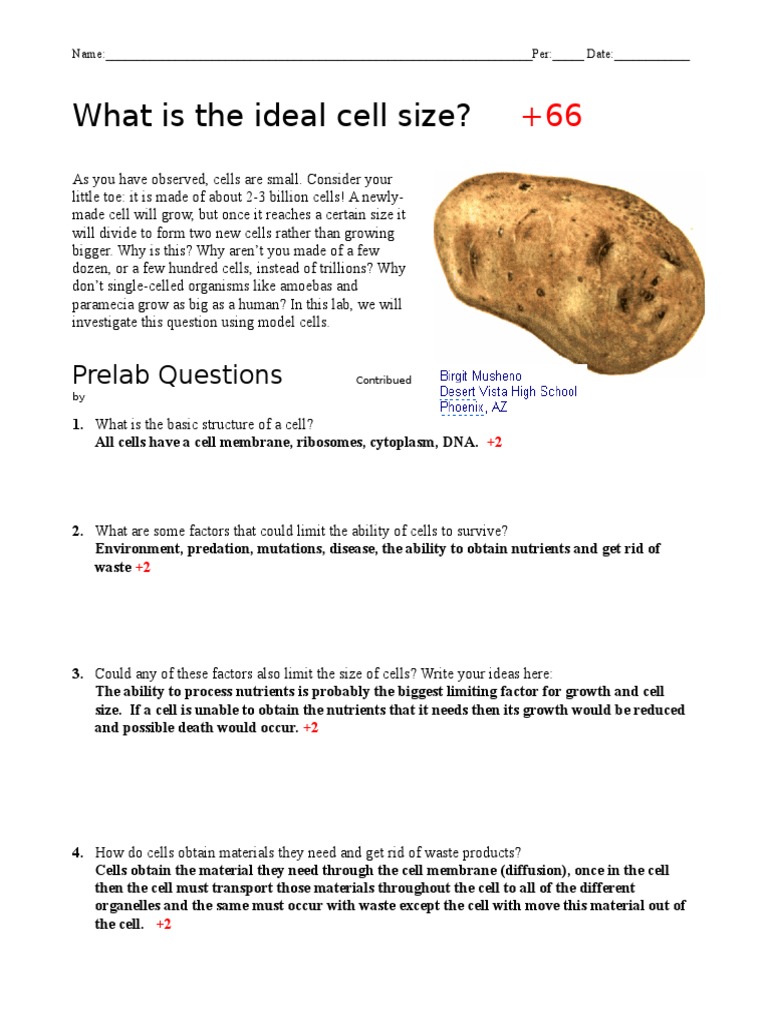 Ideal Cell Size Lab Key PDF Surface Area Cell (Biology)