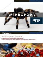 Filo Artropoda: Características y grupos principales
