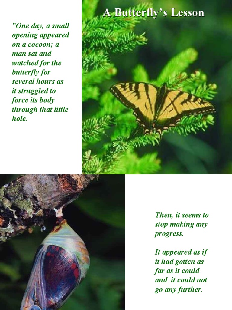 Life Lessons from a Struggling Butterfly | PDF