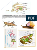 aparato circ.pdf