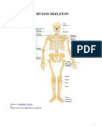 Human Skeleton: Navigation Search