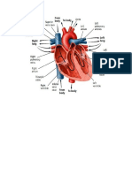 anatomi jantung